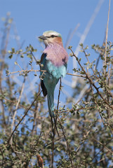 Lilac-breasted roller, south Africa