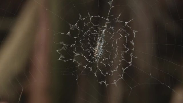 spider and spider-web