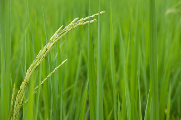 Fototapeta na wymiar green rice in paddy field. plantation, farm, agriculture concept
