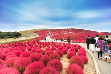 Obraz premium Red Kochia Scoparia field in the park, Japan.