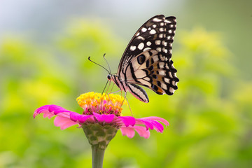 Butterfly and Pink Zinnia flower