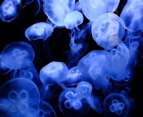 jellyfish underwater blue background