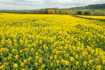 The yellow fields of summertime in the British countryside.