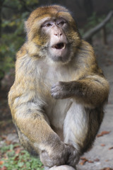 Barbary macaque eating