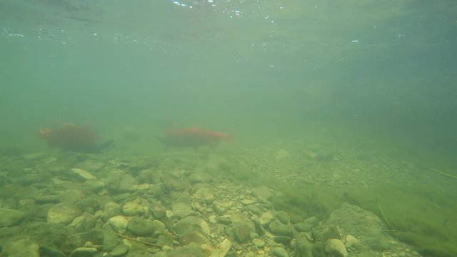 Spawning Kokanee Salmon swimming around in rocky bottom stream in underwater view