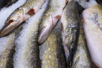pike