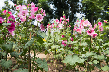 pink hollyhock in garden. blooming malva flower in park. Alcea rosea flora