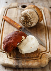 Wild porcino mushrooms