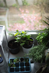 fresh green plants by window