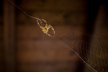 a common spider and his spiderweb waiting for a prey
