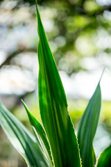 Agave americana, Green aloe with yellow stripes, leaves pattern
