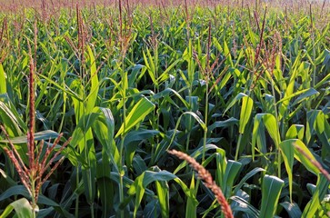 Obraz premium cornfield above view, tops of plants green