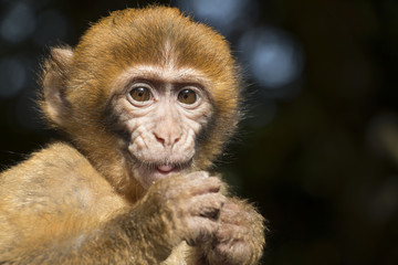 Barbary macaque baby face