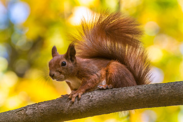Wild squirrel sits on a branch of tree in an autumn forest