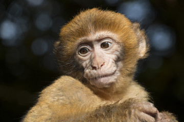 Barbary macaque baby looking