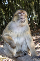 Naklejka na ściany i meble Barbary macaque 