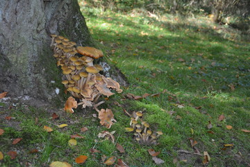 Gruppe von Pilzen an einem Baumstumpf im Wald