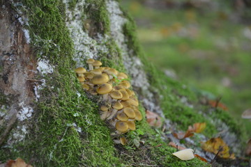 Gruppe von Pilzen an einem Baumstamm