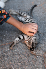 A girl is stroking in the street a beautiful homeless cat