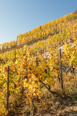 Naklejka premium Radebeul mit Schloss Wackerbarth und Jacobstein in den Weinbergen im Herbst