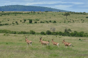 Naklejka na ściany i meble Antilope dans la vaste savane du Parc Masaï Mara, au Kenya