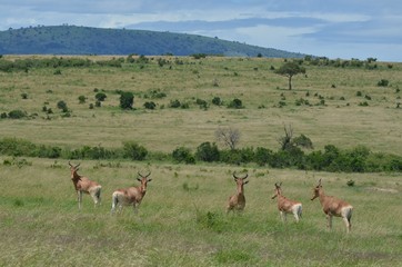 Antilope dans la vaste savane du Parc Masaï Mara, au Kenya