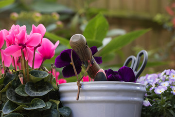 Planting beautiful pink cyclamen. Close up: flower from garden center, garden tools and blue flower...