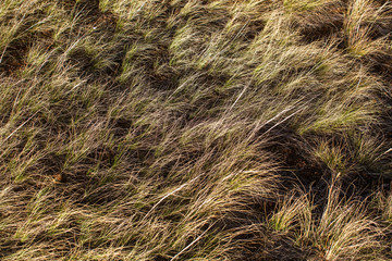 Steppe of yellow grass. Altai mountains.
