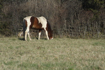 Pinto colored horse in a small corral