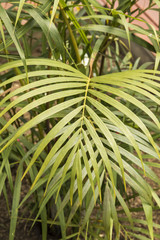 Fern plant in bright soft sunlight