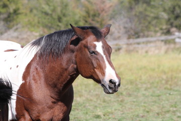 Naklejka na ściany i meble Pinto colored horse in a small fenced corral. 