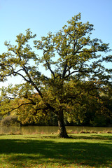 Fototapeta premium Herbstlicher Baum an einem See mit blauem Himmel