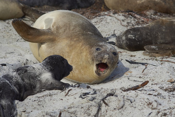Female Southern Elephant Seal (Mirounga leonina) with a recently born pup lying on a beach on Sea...