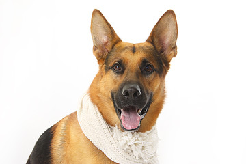 dog - shepherd dog with a white knitted scarf on a white background