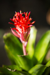 Bromeliad flower in the garden, Close up