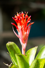 Bromeliad flower in the garden, Close up