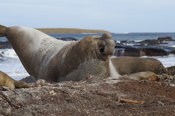 Male Southern Elephant Seal (Mirounga leonina) manoeuvring on a sandy beach to keep an eye on rivals during the breeding season. Sea Lion Island in the Falkland Islands.