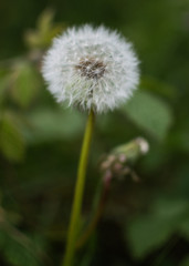 a single dandelion close up with green foliage in the background