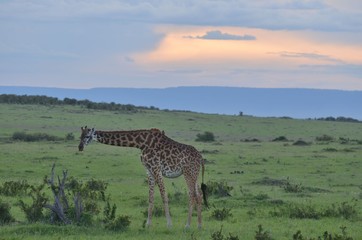 Naklejka na ściany i meble Girafe dans la savane verte du Parc Masaï Mara, Kenya