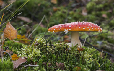 Amanita muscaria mushroom 