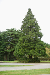Fototapeta na wymiar Beautiful nature scene field with pine tree in Tokyo, Japan.