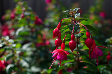 a red and pink flower with bulbs hanging, with more in the background