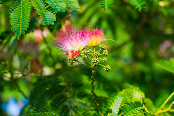 A purple and pink flower with lots of vivid colour and green in the background
