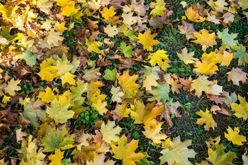 Colorful fallen autumn leaves on the ground as natural background