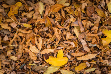 Brown fallen autumn leaves on the ground as natural background