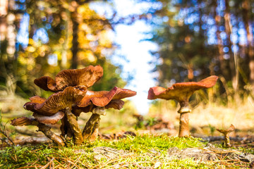 Mushrooms in autumn forest