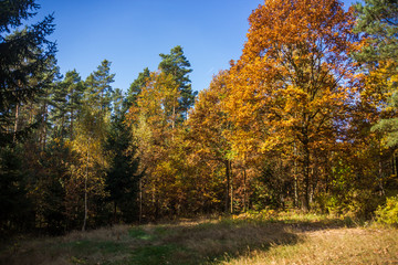Autumn forest