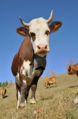 cow with a bell