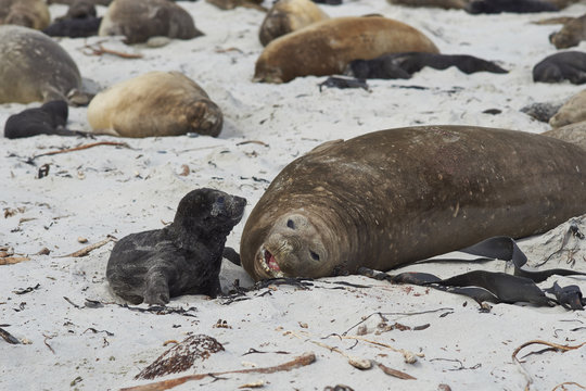 Female Southern Elephant Seal (Mirounga leonina) with a recently born pup lying on a beach on Sea Lion Island in the Falkland Islands.
