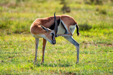 Wild Thompson's gazelle in savannah